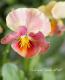 <i>Petunia��hybrida</i><BR><BR>������ݤ���<BR>�ӥ���إե���ե��ꥢ��