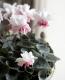<i>Cyclamen persicum</i><BR><BR>Ȭ�ź餭��������<BR>���ź餭��ꥷ������ <BR>�إ����������ԥ󥯥Х����顼��