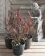 <i>Dodonaea viscosa</i><BR><BR>�ɥɥʥ���������������<BR>�����ʼ�إ�ȥ�ե����䡼��