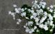 <i>Purimura malacoides<BR>��mellow shower��</i><BR><BR>��ױ�ݥ��ꥸ�ʥ��ʼ�<BR>�դäѤ������ι���<BR>Ȭ�ź餭�ץ��顦�ޥ饳���ǥ�<BR>�إ����������