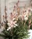 <i>Gaura lindheimeri</i><BR><BR>롦˶ɺ<BR>ѥȥפΥ<BR>إХ˥եåڡ