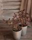 <i>Leucothoe axillaris</i><BR><BR>���������Υ���ʥ�ƥ�<BR>�إȥꥫ�顼��