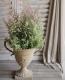 Erica <BR>chamissonis<BR><BR>���ꥫ �إ���ߥ��˥���