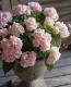 Hydrangea serrata<BR><BR><BR>ذͽҼޤ