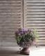 Petuniahybrida<BR><BR>إߥˡȬź餭<BR>ڥ˥<BR>إ֥֥롼
