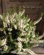 <i>Calluna vulgaris</i><BR><BR>Ȭź餭롼<BR>֥륬ꥹ<BR>MIXۥ磻ȡߥԥ󥯡