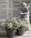 <i>Lobularia hybrid</i><BR><BR>���٥����ѡ�����å���<BR>�إХ����顼�ԥ󥯥��ȥ꡼���