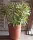 <i>Euphorbia x martinii</i><BR><BR>�桼�ե���ӥ�<BR>�إ�����ǥ�쥤��ܡ���