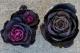 <i>Brassica</i><BR><BR>�������å׺餭�ղ�ð��<BR>�֥�å��륷����إ٥륵�����