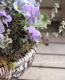 <i>Primula</i><BR><BR>�����Ѥ�롪�ץ���<BR>�إ֥롼�٥꡼�ѥ�åȡ�