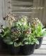<i>Primula</i><BR><BR>����ƥ������ץ���<BR>����ϡإ���С��졼����