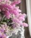<i>Erica chamissonis<i><BR><BR>���ꥫ �إ���ߥ��˥���
