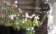 <i>Perennial sweet pea</i><BR><BR>�������ɺ������ȥԡ�<BR>�إ饷�饹���ԥ󥯡٤ȡإѡ��ץ�٤�MIX����