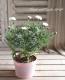<i>Argyranthemum</i><BR><BR>���ʼ�ޡ�����å�<BR>�إޥ륳���å���