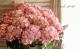<i>Hydrangea</i><BR><BR>����ȭ�����۲�<BR>��BENI�ѡ��ץ��