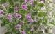 <i>Asystasia intrusa.</i><BR><BR>������������<BR>�إѡ��ץ��