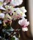 <i>Cyclamen persicum Mill</i><BR><BR>Ȭ�ź餭��������<BR>�褬���꡼��<BR>�إ��꡼��ƥ�����٥饤�ȥԥ�