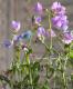 <i>Perennial sweet pea</i><BR><BR>�������ɺ������ȥԡ�<BR>�إ饷�饹���ѡ��ץ��