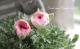<i>Ranunculus asiaticus</i><BR><BR>�󤻿����ˤ������ᡪ<BR>��ʥ󥭥�饹<BR>�إۥ磻�ȥԥ󥯡�