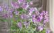 <i>Orychophragmus</i><BR><BR��ֺ�<BR>�إ�饵���ϥʥʡ�<BR>�إХ�����åȡ����ꥳ�ե饰�ॹ��