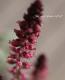 <i>Lysimachia atropurpurea</i><BR><BR>�ꥷ�ޥ���<BR>�إܥ���졼��