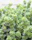 <i>Origanum rotundifolium</i><BR><BR>饤࿧β֥쥬<BR>إեꥢ