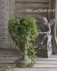 <i>Ficus 'Precious'</i><BR><BR>�ե������إץ쥷�㥹��