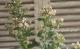 <i>Phlox paniculata</i><BR><BR>ɺեå إ쥪