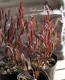 <i>Dodonaea viscosa</i><BR><BR>�ɥɥʥ���������������<BR>�����ʼ�إ�ȥ�ե����䡼��