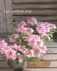 <i>Verbena spp. </i><BR><BR>���ܷϥС��٥ʡ���ʥ�<BR>�إĥ���������