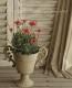 Argyranthemum frutescens<BR><BR>�ޡ�����åȡ����ޡ�����<BR>�إǥ����ץ�������