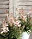 <i>Gaura lindheimeri</i><BR><BR>롦˶ɺ<BR>ѥȥפΥ<BR>إХ˥եåڡ