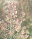 <i>Erica canaliculata</i><BR><BR>����Υᥨ�ꥫ<BR>�إ��ʥꥯ�顼����