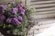 Petuniahybrida<BR><BR>إߥˡȬź餭<BR>ڥ˥<BR>إ֥֥롼