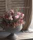 <i>Corokia cotoneaster </i><BR><BR>ȥͥ<BR>إ磻䡼