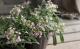 <i>Lobularia hybrid</i><BR><BR>���٥����ѡ�����å���<BR>�إХ����顼�ԥ󥯥��ȥ꡼���