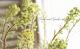 <i>Euphorbia x martinii</i><BR><BR>�桼�ե���ӥ�<BR>�إ�����ǥ�쥤��ܡ���