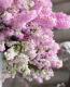 <i>Erica chamissonis<i><BR><BR>���ꥫ �إ���ߥ��˥���