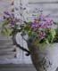<i>Perennial sweet pea</i><BR><BR>�������ɺ������ȥԡ�<BR>�إ饷�饹���ԥ󥯡٤ȡإѡ��ץ�٤�MIX����