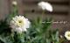<i>Argyranthemum</i><BR><BR>���ʼ�ޡ�����å�<BR>�إޥ륳���å���