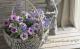 <i>Petunia��hybrida</i><BR><BR>�ڥ���˥����ץ쥸�㡼<BR>�إۥ磻�ȥ�٥������������