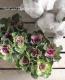 <i>Brassica</i><BR><BR>tef*tef*���̥֡�����Ω�ơ�<BR>�Ȥ���ա����饭���ղ�ð<BR>�ظ��ҡ��ե����ա�