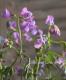<i>Perennial sweet pea</i><BR><BR>�������ɺ������ȥԡ�<BR>�إ饷�饹���ѡ��ץ��
