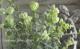 <i>Origanum rotundifolium</i><BR><BR>饤࿧β֥쥬<BR>إեꥢ