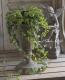 <i>Ficus 'Precious'</i><BR><BR>�ե������إץ쥷�㥹��