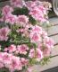 <i>Verbena spp. </i><BR><BR>���ܷϥС��٥ʡ���ʥ�<BR>�إĥ���������