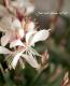 <i>Gaura lindheimeri</i><BR><BR>롦˶ɺ<BR>ѥȥפΥ<BR>إХ˥եåڡ