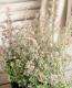 <i>Erica canaliculata</i><BR><BR>����Υᥨ�ꥫ<BR>�إ��ʥꥯ�顼����