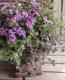 Petuniahybrida<BR><BR>إߥˡȬź餭<BR>ڥ˥<BR>إ֥֥롼