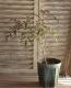 <i>Sambucus nigra</i><BR><BR>�������ڡ�����֥���<BR>�إ֥�å��졼����<BR>��̾�����Υ˥�ȥ���